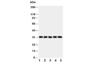 Western blot testing of LOX-1 antibody and Lane 1:  HeLa