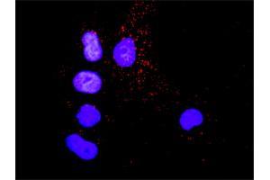 Proximity Ligation Analysis of protein-protein interactions between CRK and SHC1. (Crk antibody  (AA 1-204))