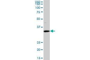 Western Blotting (WB) image for anti-Sideroflexin 3 (SFXN3) (AA 1-100) antibody (ABIN529411)