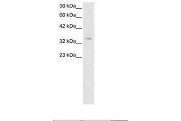 ZNF391 antibody  (AA 66-115)