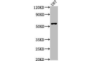 Western Blot Positive WB detected in: U87 whole cell lysate All lanes: RORB antibody at 1:1000 Secondary Goat polyclonal to rabbit IgG at 1/50000 dilution Predicted band size: 54, 53 kDa Observed band size: 54 kDa (RORB antibody  (AA 1-269))