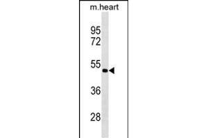 PCOLCE2 Antibody (Center) (ABIN1881638 and ABIN2838940) western blot analysis in mouse heart tissue lysates (35 μg/lane). (PCOLCE2 antibody  (AA 201-230))