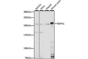 Western blot analysis of extracts of various cell lines, using RAPH1 antibody. (RAPH1 antibody)