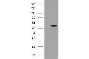 Image no. 1 for anti-Protein Kinase C and Casein Kinase Substrate in Neurons 3 (PACSIN3) antibody (ABIN1500013) (PACSIN3 antibody)