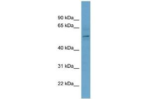 WB Suggested Anti-CBX2 Antibody Titration: 0. (CBX2 antibody  (Middle Region))