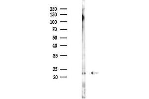 anti-Myosin Light Chain 7, Regulatory (MYL7) antibody