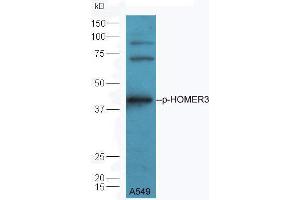 A549 lysate probed with Rabbit Anti-HOMER3 (Thr36) Polyclonal Antibody  at 1:5000 90min in 37˚C. (HOMER3 antibody  (pThr36))