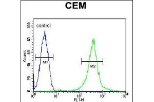Y2B Antibody (N-term) (ABIN654651 and ABIN2844347) flow cytometric analysis of CEM cells (right histogr) compared to a negative control cell (left histogr). (AMY2B antibody  (N-Term))