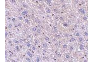 Immunohistochemistry of F1Aα in mouse liver tissue with F1Aalpha antibody at 5 μg/ml.