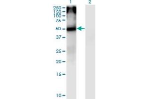 Western Blot analysis of CHRNA5 expression in transfected 293T cell line by CHRNA5 monoclonal antibody (M01), clone 7D3. (CHRNA5 antibody  (AA 38-131))