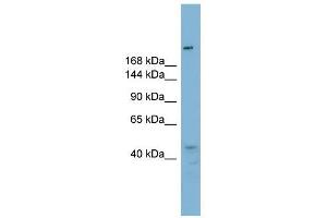 RBBP6 antibody used at 1 ug/ml to detect target protein. (RBBP6 antibody  (N-Term))