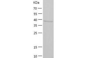 Western Blotting (WB) image for CREB/ATF BZIP Transcription Factor (CREBZF) (AA 1-354) protein (His tag) (ABIN7289030) (CREBZF Protein (AA 1-354) (His tag))