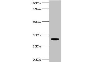 Western blot All lanes: KLK10 antibody at 1. (Kallikrein 1 antibody  (AA 35-276))