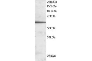 Image no. 1 for anti-Forkhead Box A2 (FOXA2) (C-Term) antibody (ABIN374335) (FOXA2 antibody  (C-Term))