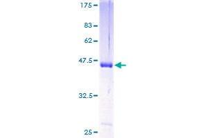 HPCAL4 Protein (AA 1-191) (GST tag)