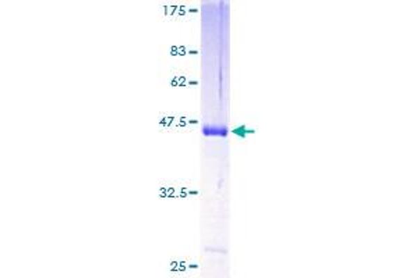 HPCAL4 Protein (AA 1-191) (GST tag)