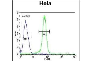 C15orf2 Antibody (Center) (ABIN6244208 and ABIN6579051) flow cytometric analysis of Hela cells (right histogram) compared to a negative control cell (left histogram).