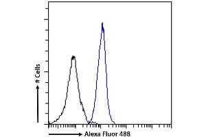 (ABIN571258) Flow cytometric analysis of paraformaldehyde fixed K562 cells (blue line), permeabilized with 0.