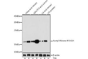 Western blot analysis of extracts of various cell lines, using Acetyl-Histone H3-K14 antibody (ABIN7267666) at 1:1000 dilution. (Histone 3 antibody  (H3K14))