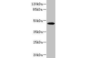 Western blot All lanes: PHKG2 antibody at 3. (PHKG2 antibody  (AA 237-406))