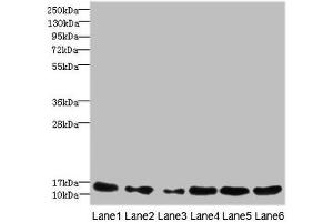 Western Blotting (WB) image for anti-Histone Cluster 1, H3a (HIST1H3A) (AA 1-136) antibody (ABIN7155423)