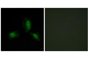 Immunofluorescence (IF) image for anti-Insulin Receptor Substrate 1 (IRS1) (Ser312) antibody (ABIN1848112) (IRS1 antibody  (Ser312))
