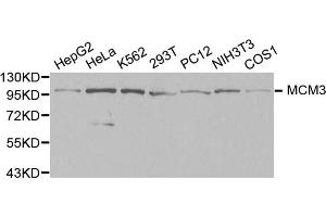 Western blot analysis of extracts of various cell lines, using MCM3 antibody. (MCM3 antibody  (AA 1-295))