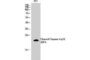 Western Blotting (WB) image for anti-Caspase 4 p20 (cleaved), (Gln81) antibody (ABIN3181781) (Caspase 4 p20 (cleaved), (Gln81) antibody)