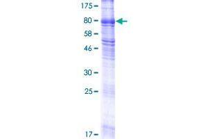 SLC38A4 Protein (AA 1-547) (GST tag)