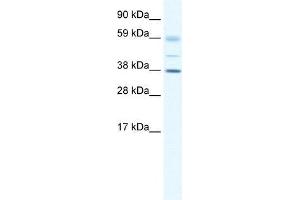 SOX17 antibody used at 0.