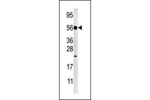 Western blot analysis of anti-DUSP8 Pab (ABIN392868 and ABIN2842281) in Hela cell line lysate (35 μg/lane). (DUSP8 antibody  (C-Term))