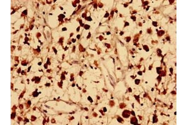 FAM171B antibody  (AA 59-353)
