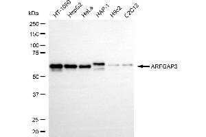Western blotting analysis using ARFGAP3 antibody (ABIN7797533). (ARFGAP3 antibody)