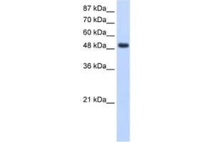 Western Blotting (WB) image for anti-RNA Binding Motif, Single Stranded Interacting Protein 1 (RBMS1) antibody (ABIN2462135) (RBMS1 antibody)
