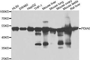 Western blot analysis of extracts of various cell lines, using PDIA6 antibody (ABIN5974243) at 1/1000 dilution.