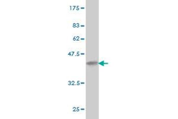 Dystonin antibody  (AA 401-500)