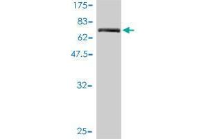 Western Blot detection against Immunogen (68. (Anoctamin 10 antibody  (AA 1-392))