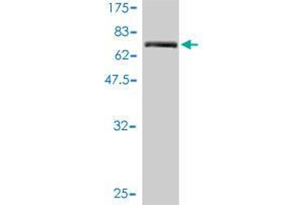 Anoctamin 10 antibody  (AA 1-392)