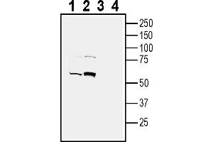 Western blot analysis of mouse liver membranes (lanes 1 and 3) and mouse kidney lysate (lanes 2 and 4):1-2.