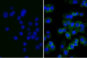 Human pancreatic carcinoma cell line MIA PaCa-2 was stained with Mouse Anti-Human CD44-UNLB and DAPI. (Rabbit anti-Mouse IgG (Heavy & Light Chain) Antibody (FITC))