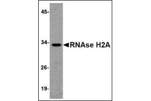 Western blot analysis of RNAse H2A in HeLa cell lysate with this product at 1 μg/ml. (RNASEH2A antibody  (Center))