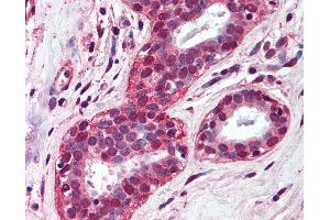 Anti-TLR4 antibody IHC of human breast. (TLR4 antibody  (AA 100-200))