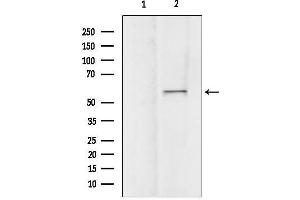 Western blot analysis of lysates from mouse brain, using ATG16L1 Antibody.