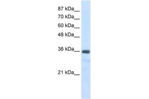 Western Blotting (WB) image for anti-U11/U12 SnRNP 35 KDa Protein antibody (ABIN2462235) (SNRNP35 antibody)