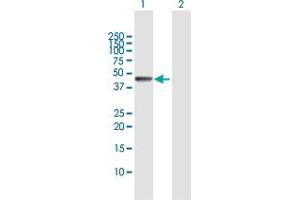 Western Blot analysis of IRF9 expression in transfected 293T cell line by IRF9 MaxPab polyclonal antibody. (IRF9 antibody  (AA 1-393))