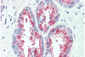 Anti-TSPAN13 antibody  ABIN1049446 IHC staining of human, prostate. (TSPAN13 antibody  (Internal Region))