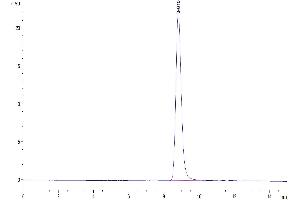 The purity of Mouse LRG1 is greater than 95 % as determined by SEC-HPLC. (LRG1 Protein (AA 33-342) (His tag))