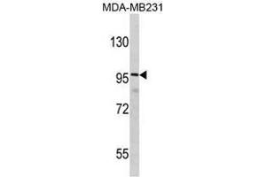 Image no. 1 for anti-Discs, Large (Drosophila) Homolog-Associated Protein 1 (DLGAP1) (N-Term) antibody (ABIN452914) (DLGAP1 antibody  (N-Term))