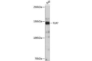 Western blot analysis of extracts of Raji cells, using TLR7 antibody (ABIN7270848) at 1:500 dilution. (TLR7 antibody)