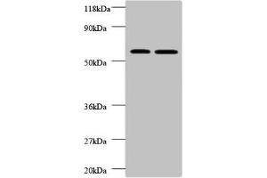 Western blot All lanes: FUCA2 antibody at 2 μg/mL Lane 1: EC109 whole cell lysate Lane 2: 293T whole cell lysate Secondary Goat polyclonal to rabbit IgG at 1/10000 dilution Predicted band size: 55, 20 kDa Observed band size: 55 kDa (FUCA2 antibody  (AA 29-465))